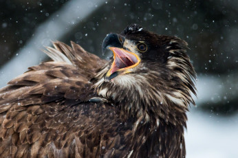 Картинка животные птицы хищники клюв орел