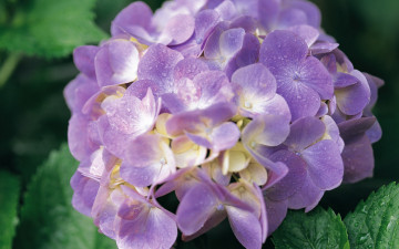 Картинка цветы гортензия капли макро