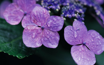 Картинка цветы гортензия макро капли