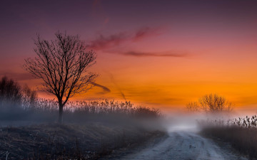 Картинка природа дороги поле заря вечер трава туман дорога дерево