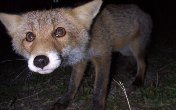 Картинка животные лисы ночь лисичка глаза взгляд