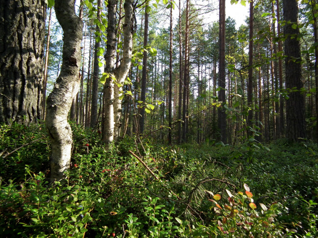 Обои картинки фото вологодская, область, природа, лес
