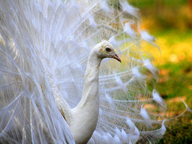 Обои картинки фото животные, павлины, перья, белый, альбинос