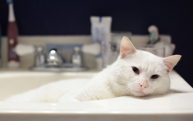Обои картинки фото животные, коты, ванна, белый, кот