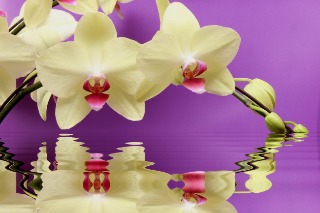 Обои картинки фото цветы, орхидеи, ветка, отражение