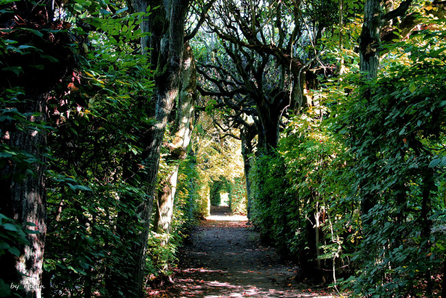 Обои картинки фото природа, парк, осень, арка, листья, деревья, аллея