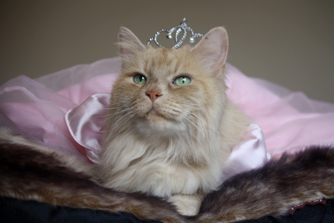 Обои картинки фото животные, коты, принцесса, корона