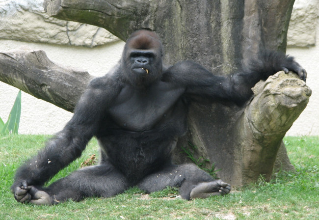 Обои картинки фото животные, обезьяны, смешной, пацан, горилла, крутой