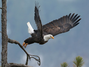 Картинка животные птицы+-+хищники ястреб дерево крылья белоголовый орлан взлёт птица