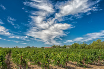 Картинка природа поля виноградник