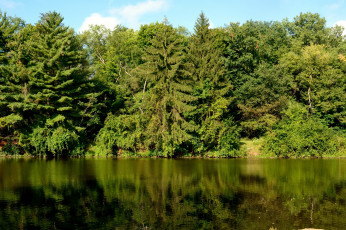 Картинка природа реки озера отражение ели