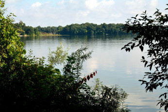 Картинка природа реки озера вода кусты лес
