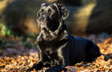 Картинка животные собаки собака листья лабрадор-ретривер