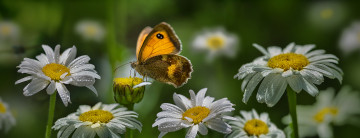 Картинка животные бабочки +мотыльки +моли ромашки макро бабочка