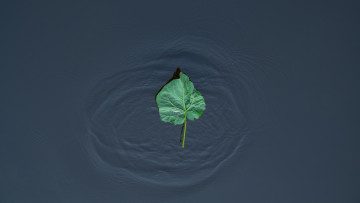 Картинка природа листья волны озеро лист
