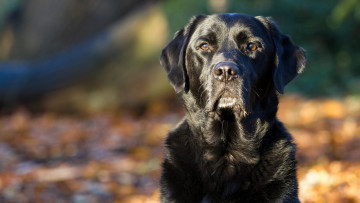 Картинка животные собаки лабрадор-ретривер портрет морда взгляд собака