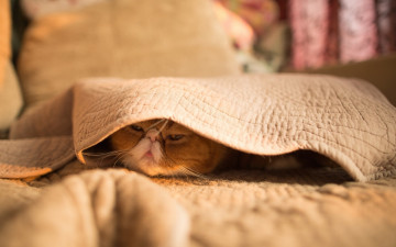 Картинка животные коты кот рыжий кровать покрывало