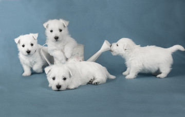 Картинка животные собаки щенки