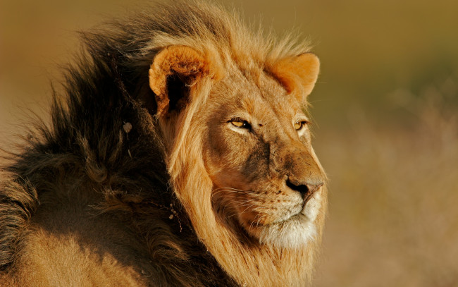 Обои картинки фото животные, львы, feline, leon, light, sun, лев
