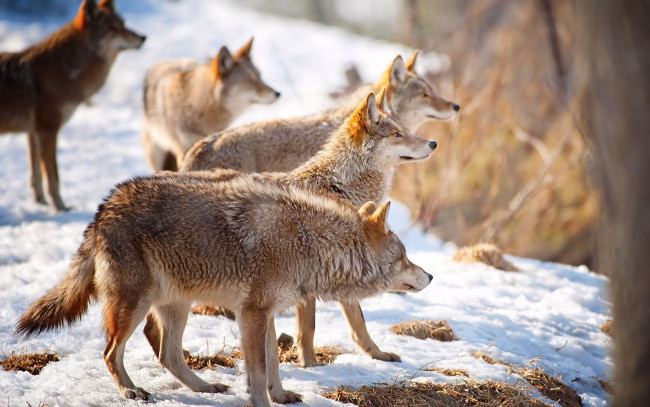 Обои картинки фото животные, волки,  койоты,  шакалы, внимание, зима, снег, стая