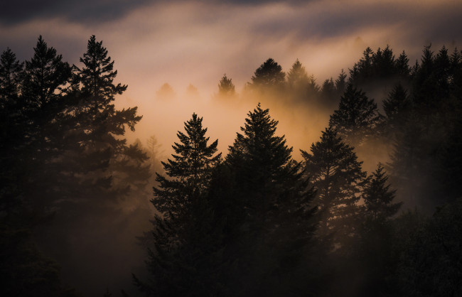 Обои картинки фото природа, лес, туман, закат