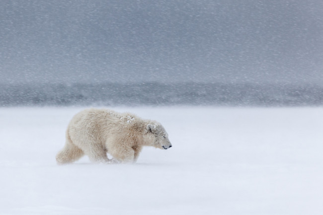 Обои картинки фото животные, медведи, метель, холод, север, снег, вьюга, ветер