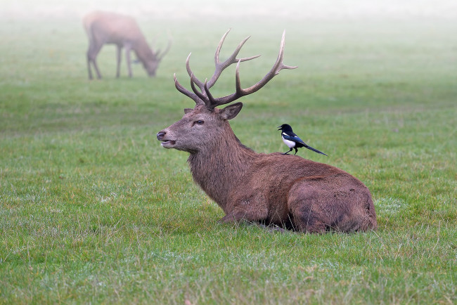 Обои картинки фото животные, разные вместе, птицы, туман, утро, луг, олень
