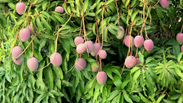Картинка природа плоды манго ветка