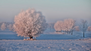 Картинка природа зима снег иней деревья