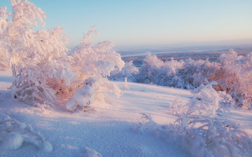 Картинка природа зима кусты река снег