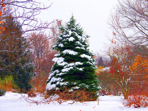 Обои картинки фото природа, деревья, снег, елка