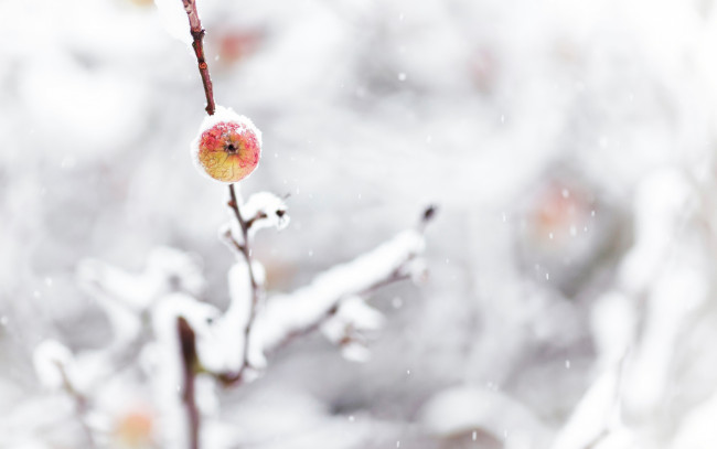 Обои картинки фото природа, деревья, снег, ветки, зима, яблоко
