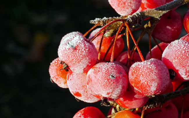 Обои картинки фото природа, Ягоды,  рябина, подмороженные, ягоды, ветка