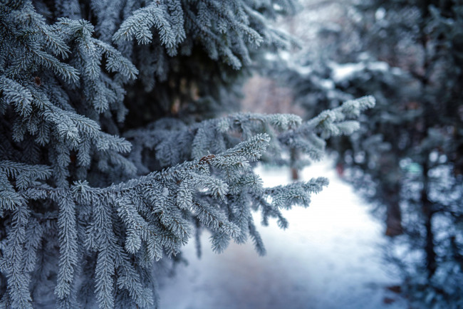 Обои картинки фото природа, лес, ели, ветки, снег, зима