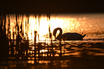 Картинка животные лебеди рябь силуэт блики свет водоём солнце грация