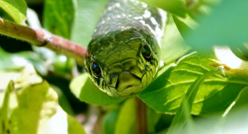 Картинка животные змеи +питоны +кобры морда листья природа змея ветка полоз