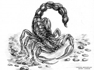 Картинка скорпион рисованные животные насекомые
