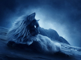 Картинка животные коты кот пушистый берег гора синий
