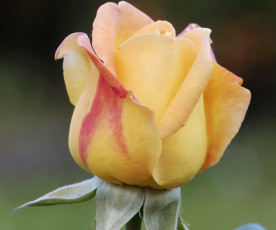 Картинка цветы розы кремовая