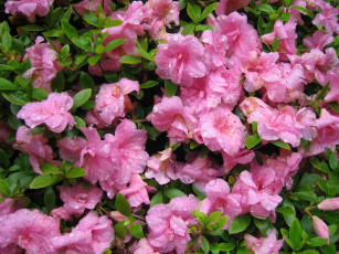 Картинка цветы рододендроны азалии розовый
