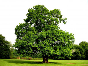 Картинка природа деревья дуб дерево крона
