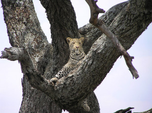 Картинка животные леопарды леопард дерево