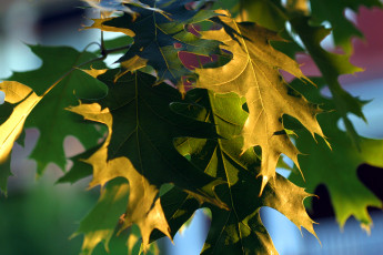 Картинка природа листья дуб