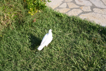 Картинка животные голуби белый голубь