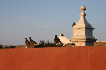 Картинка животные голуби крыша птицы