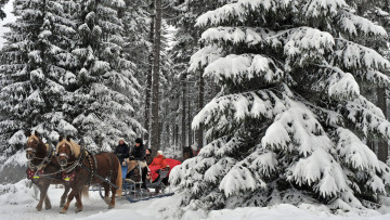 Картинка животные лошади снег сани лес