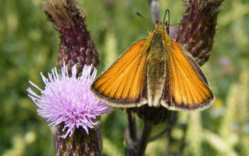Картинка животные бабочки розовый цветок желтая бабочка