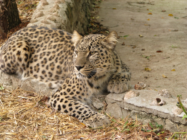 Обои картинки фото животные, леопарды, леопард