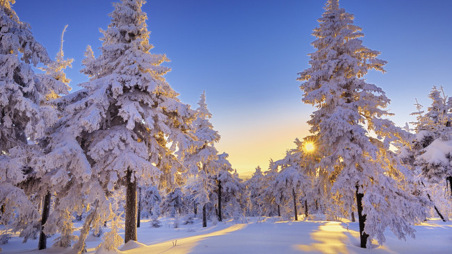 Обои картинки фото природа, зима, ели, снег, лучи