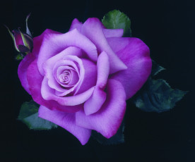 Картинка роза barbra streisand цветы розы